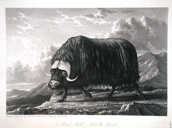 Musk Bull, Melville Island, teoksesta "Journal of a Voyage for the Discovery of a North West Passage from Atlantic to Pacific, esittänyt vuosina 1819-20", William Edward Parry, julkaistu 1821 (kaiverrus) tekijältä William Westall