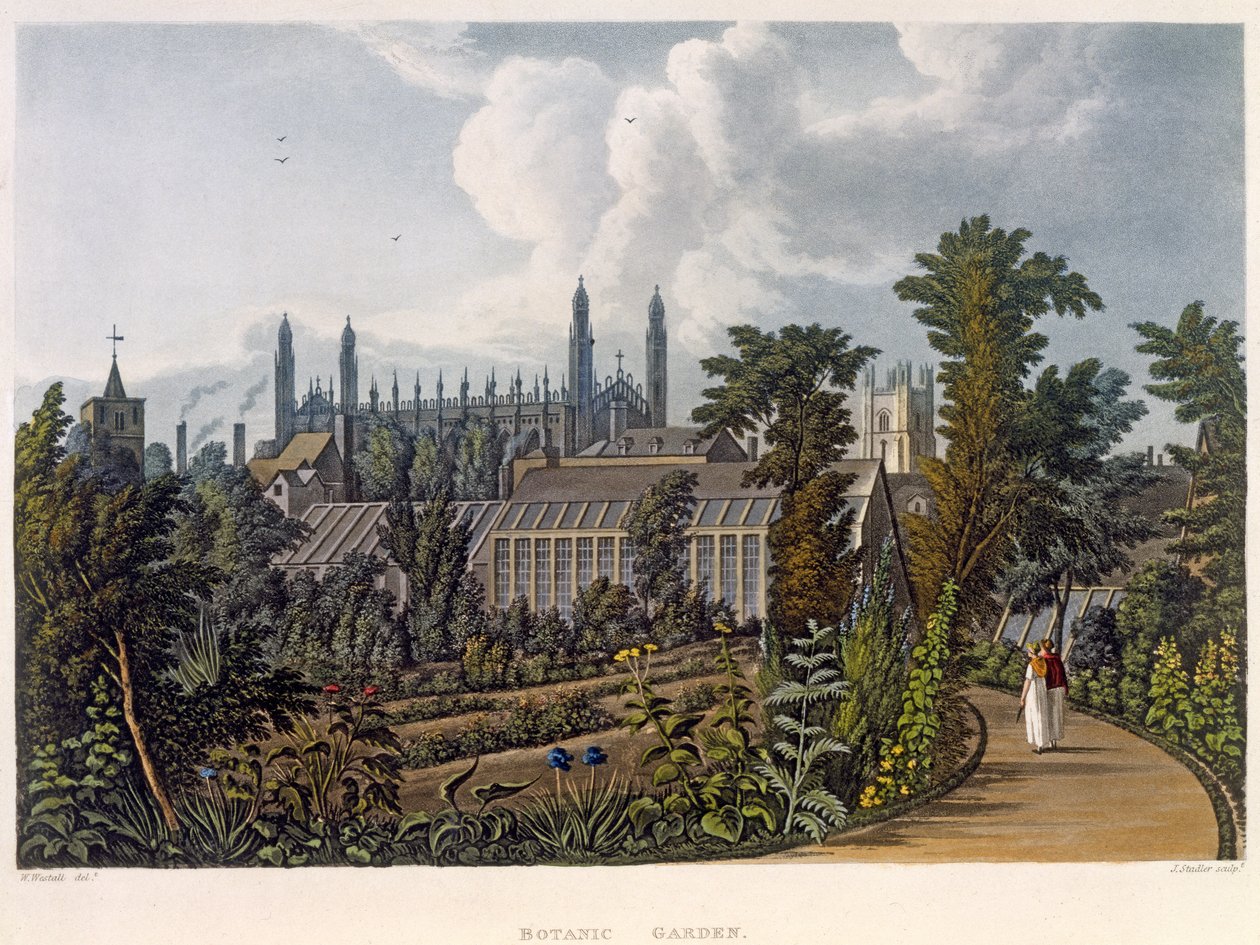Kasvitieteellinen puutarha, Cambridge, "Cambridgen historiasta", kaivertanut Joseph Constantine Stadler (fl.1780-1812), pub. R. Ackermann, 1815 (väriakvatinta) tekijältä William Westall