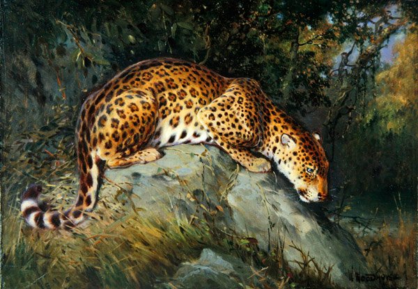 Leopardi hiipivänä kivellä (öljy kankaalle asetettuna alukselle) tekijältä William Woodhouse