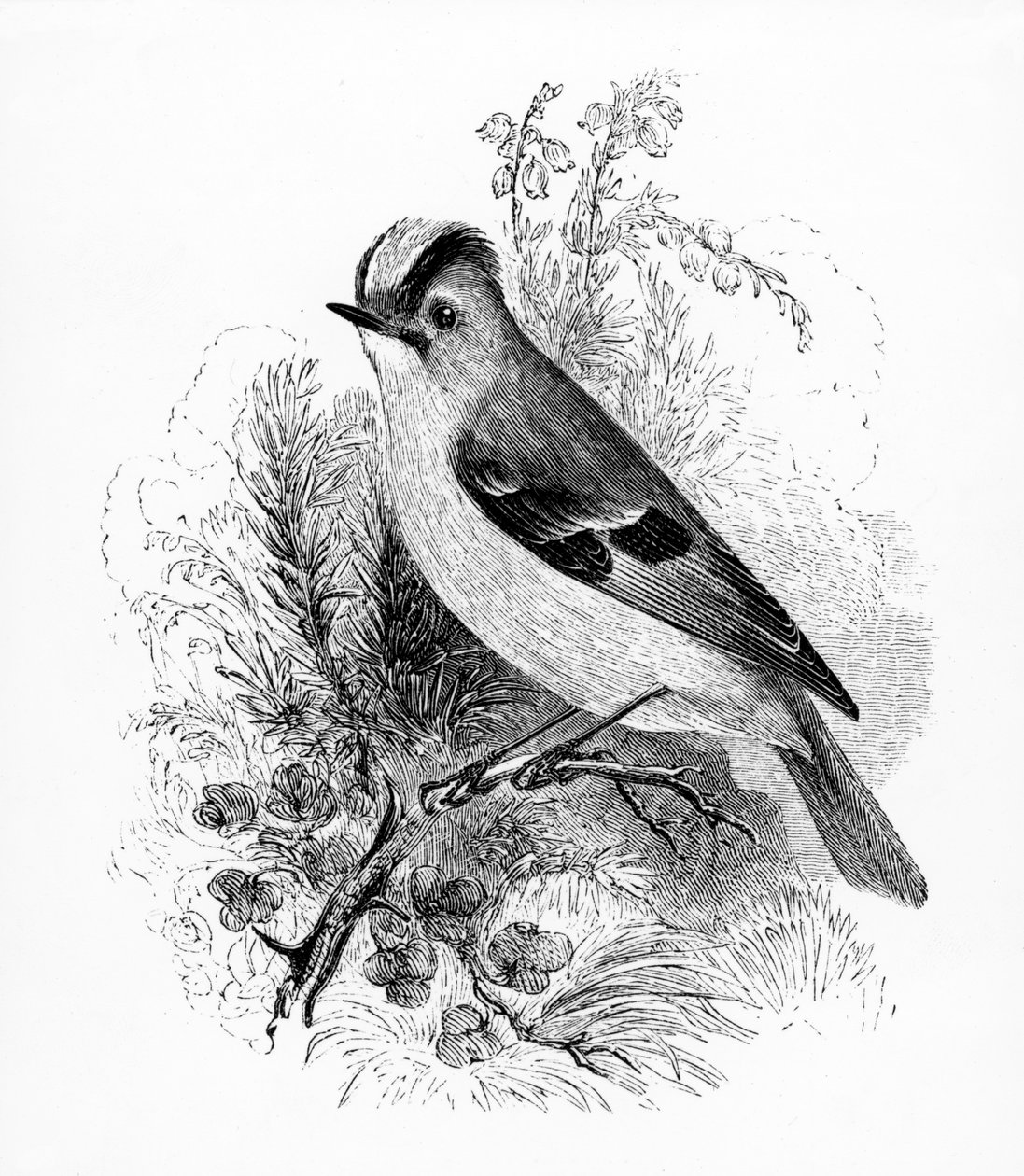Kultaharjus Regulus, kuva William Yarrellin teoksesta 