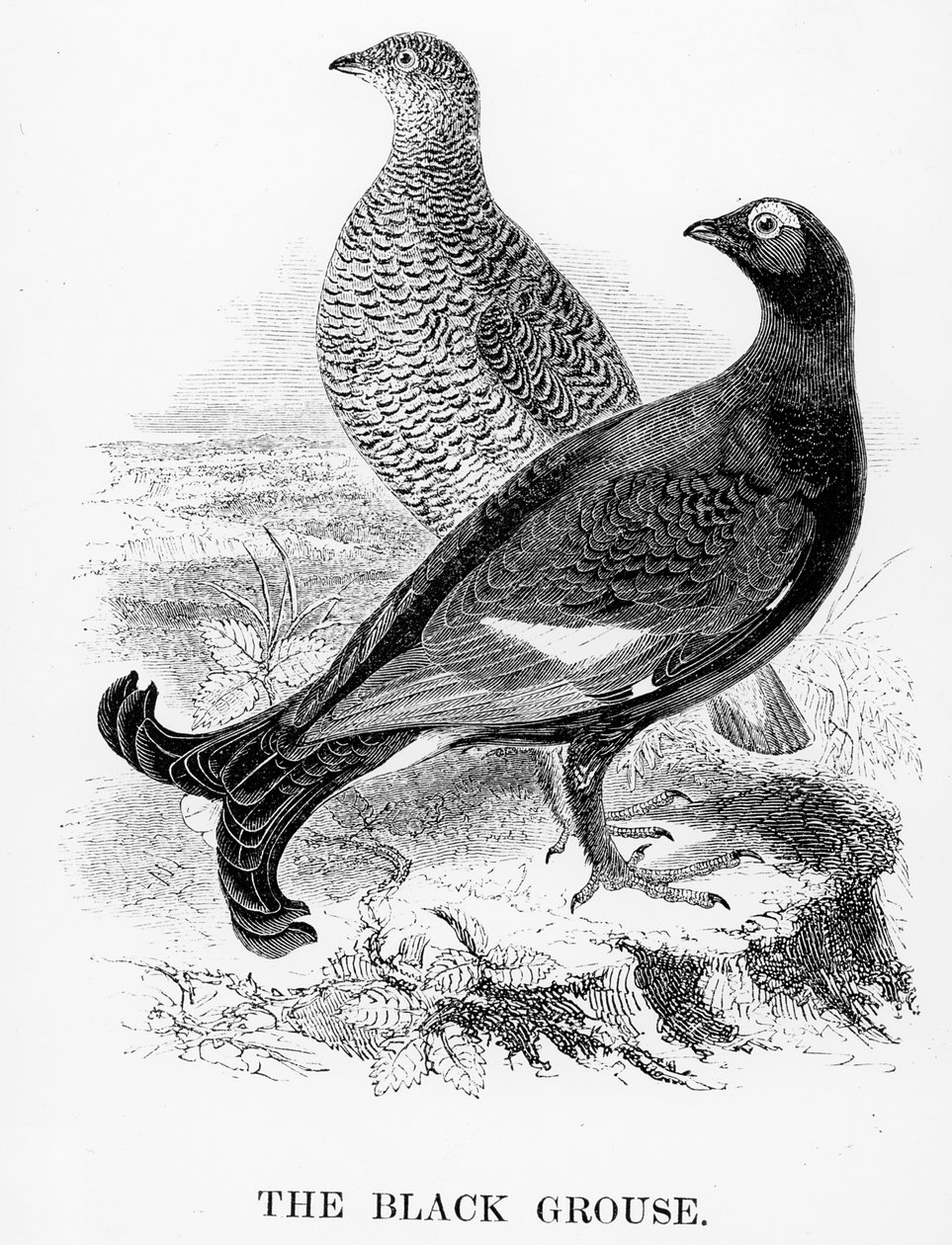 The Black Grouse, kuvitus William Yarrellin teoksesta "A History of British Birds", julkaistu ensimmäisen kerran 1843 tekijältä William Yarrell