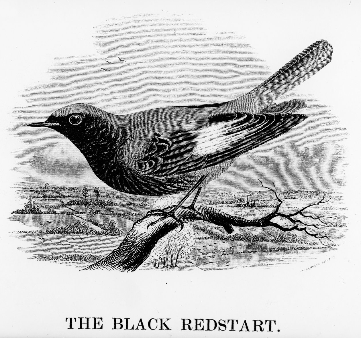 The Black Redstart, kuvitus William Yarrellin teoksesta "A History of British Birds", julkaistu ensimmäisen kerran 1843 (puupiirros) tekijältä William Yarrell