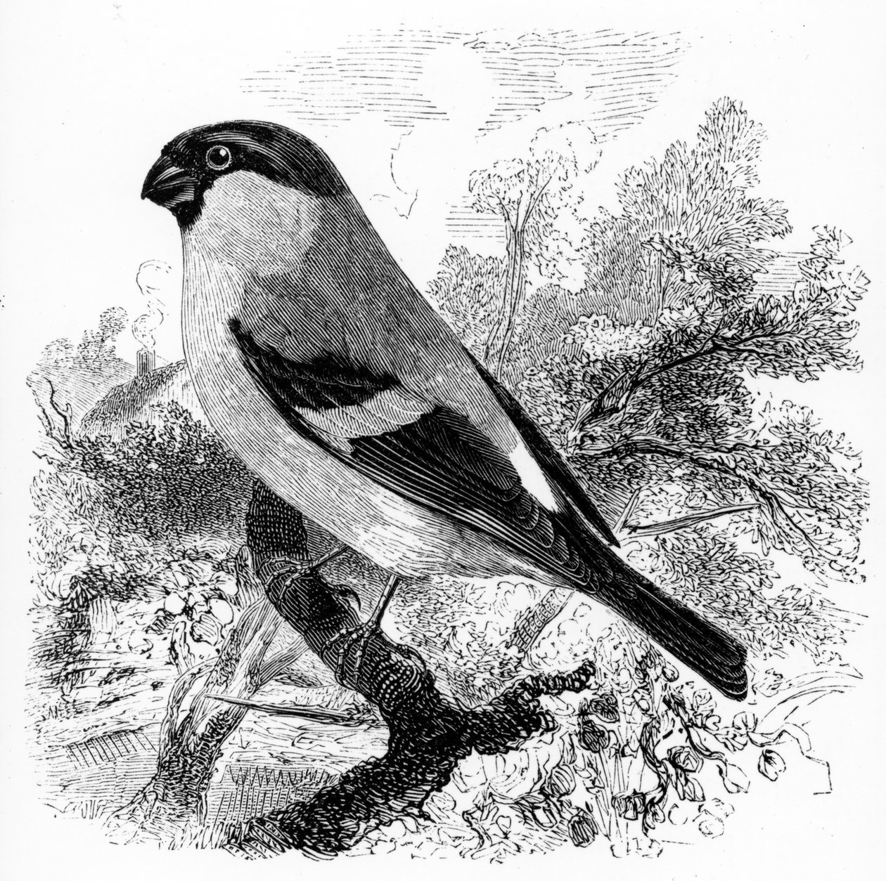 Bullfinch, kuvitus William Yarrellin teoksesta "A History of British Birds", julkaistu ensimmäisen kerran 1843 tekijältä William Yarrell
