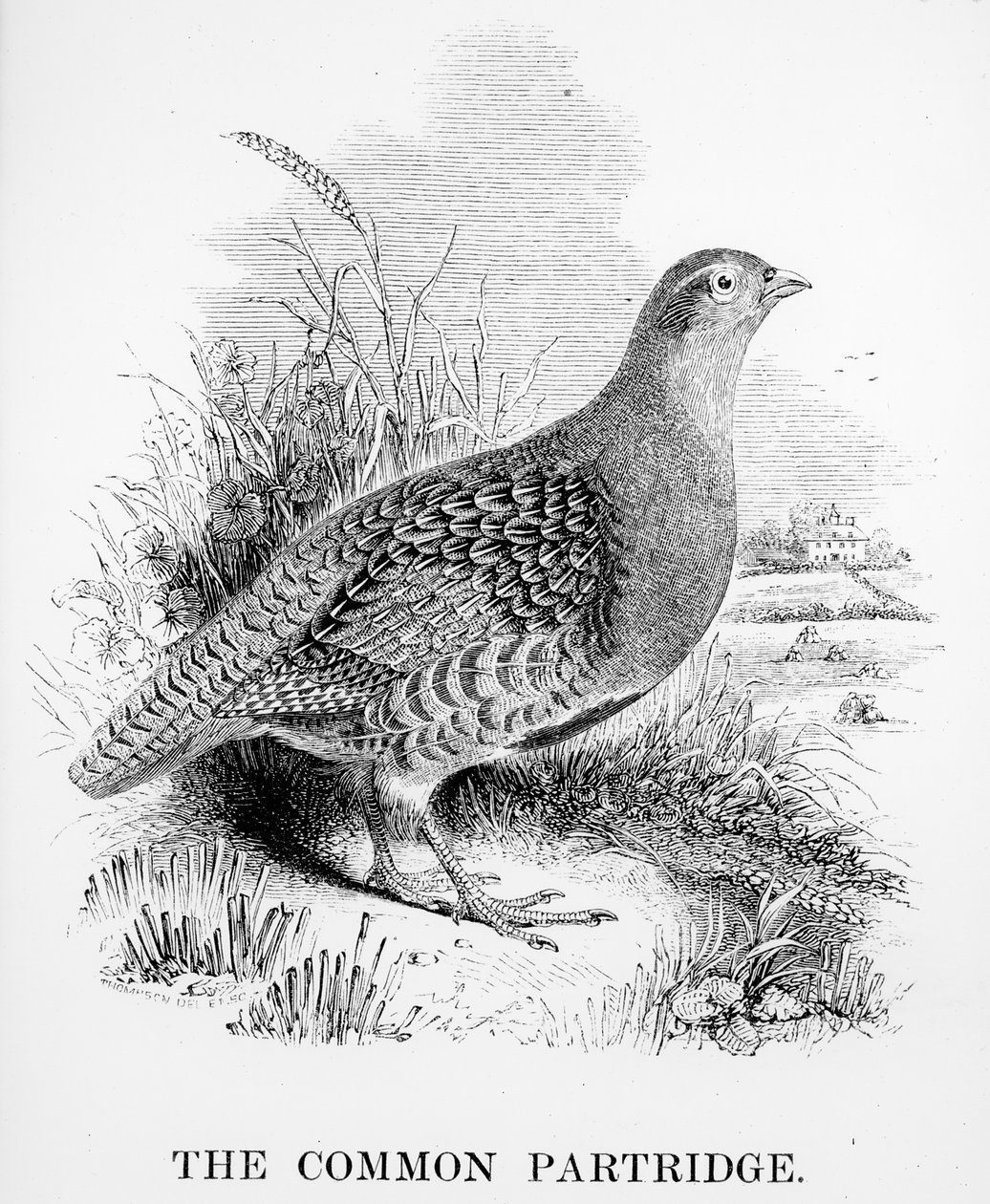 The Common Partridge, kuvitus William Yarrellin teoksesta "A History of British Birds", julkaistu ensimmäisen kerran 1843 tekijältä William Yarrell