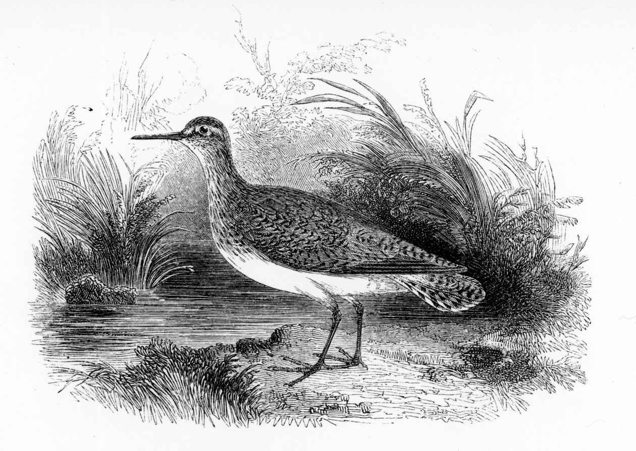 The Common Sandpiper, kuvitus William Yarrellin teoksesta "A History of British Birds", julkaistu ensimmäisen kerran 1843 tekijältä William Yarrell