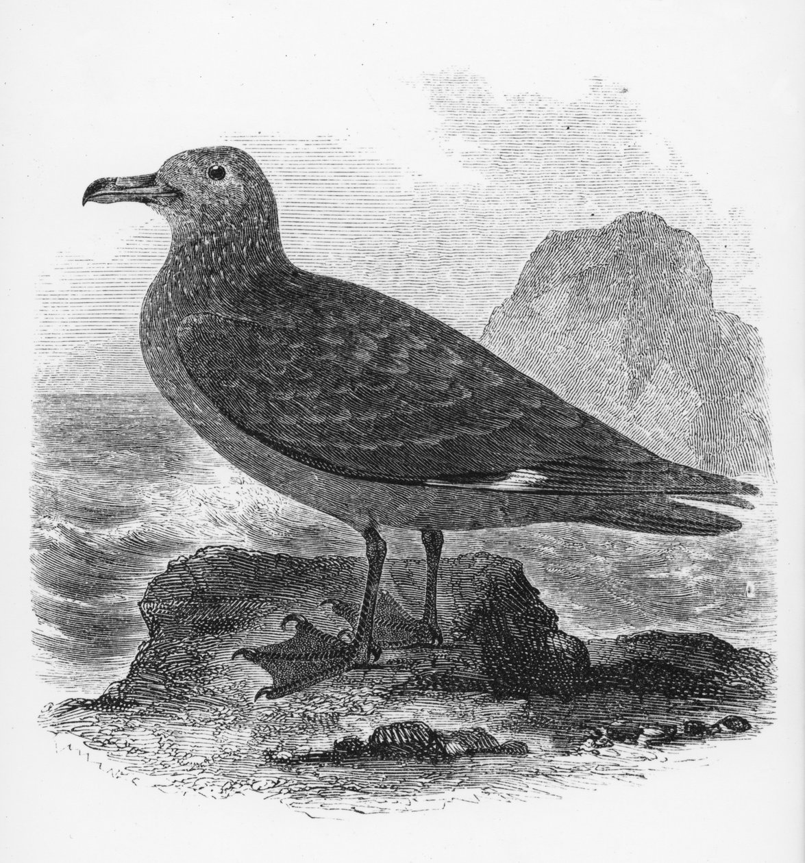 The Common Skua, kuvitus William Yarrellin teoksesta "A History of British Birds", julkaistu ensimmäisen kerran 1843 tekijältä William Yarrell