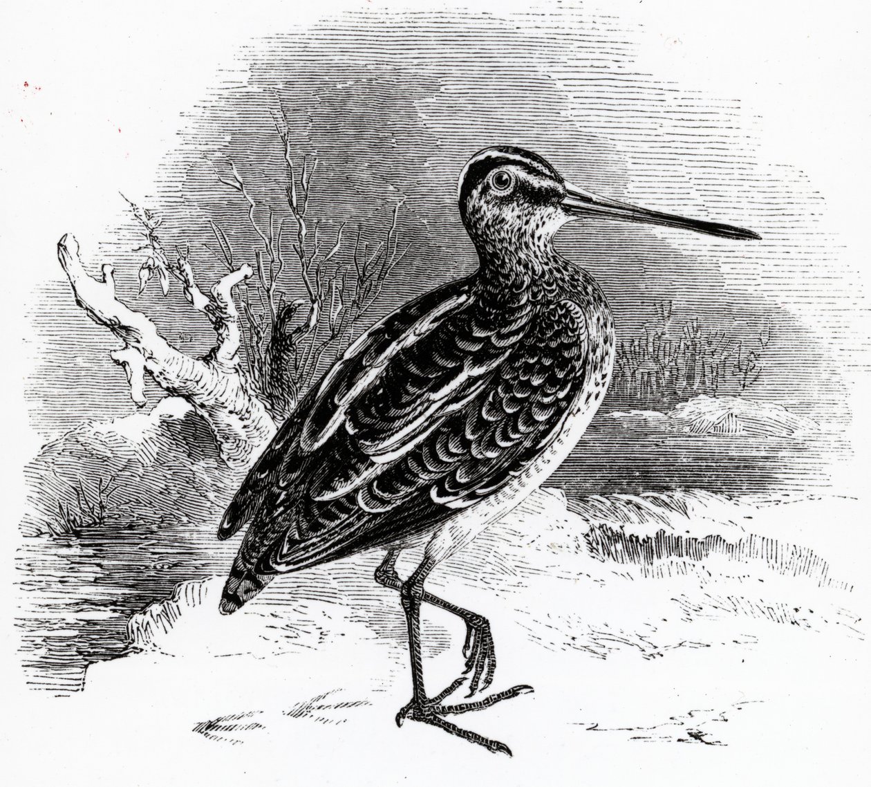 Kuurnaja, kuvitus William Yarrellin teoksesta "A History of British Birds", ensijulkaisu 1843. tekijältä William Yarrell