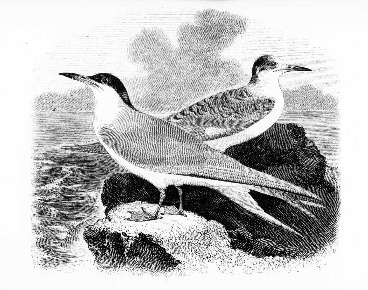 The Common Tern, kuvitus William Yarrellin teoksesta "A History of British Birds", julkaistu ensimmäisen kerran 1843 tekijältä William Yarrell