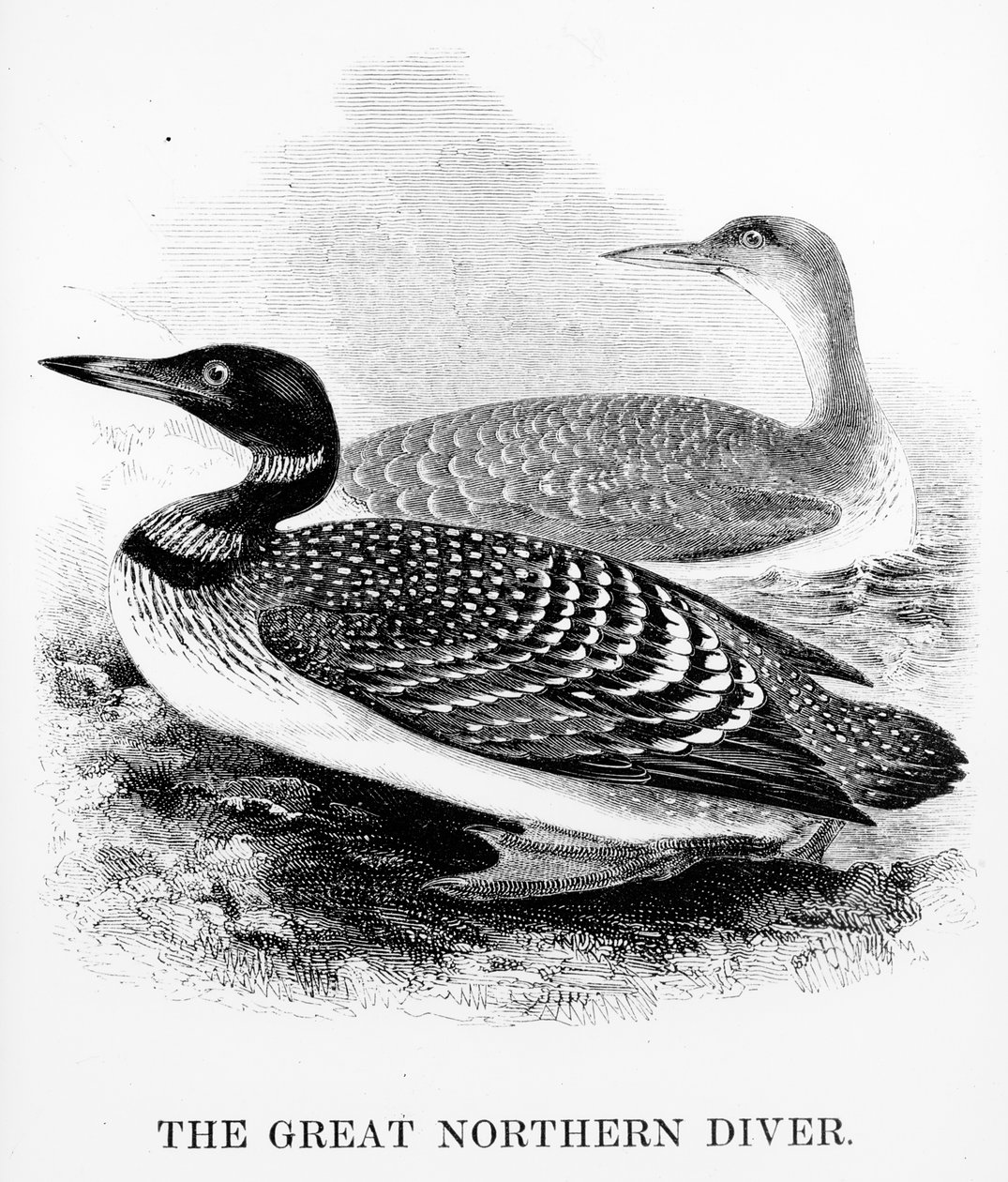 The Great Northern Diver, kuvitus William Yarrellin teoksesta "A History of British Birds", julkaistu ensimmäisen kerran 1843 (puupiirros) tekijältä William Yarrell