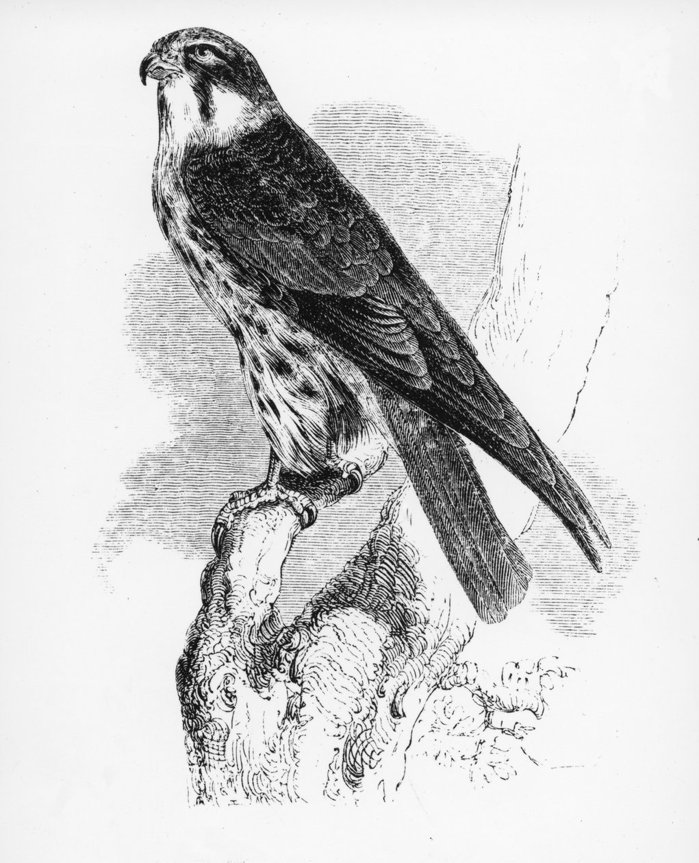 The Hobby, kuvitus William Yarrellin teoksesta "A History of British Birds", julkaistu ensimmäisen kerran 1843 tekijältä William Yarrell