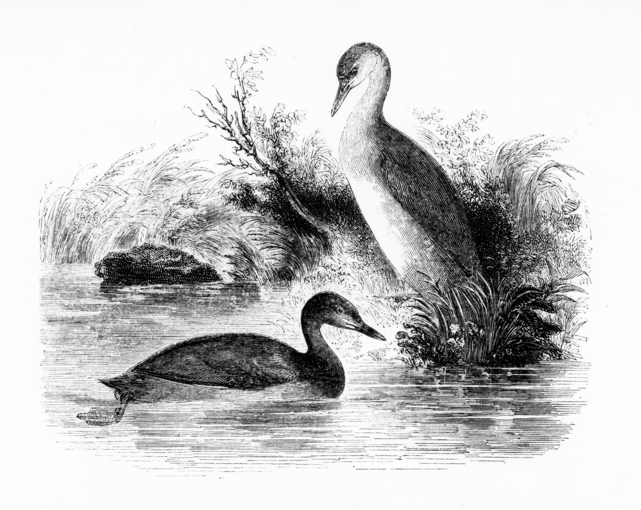 The Little Grebe tai Dabchick, kuvitus William Yarrellin teoksesta "A History of British Birds", julkaistu ensimmäisen kerran 1843 tekijältä William Yarrell