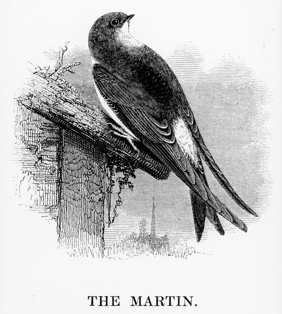 The Martin, kuvitus William Yarrellin teoksesta "A History of British Birds", julkaistu ensimmäisen kerran 1843 tekijältä William Yarrell