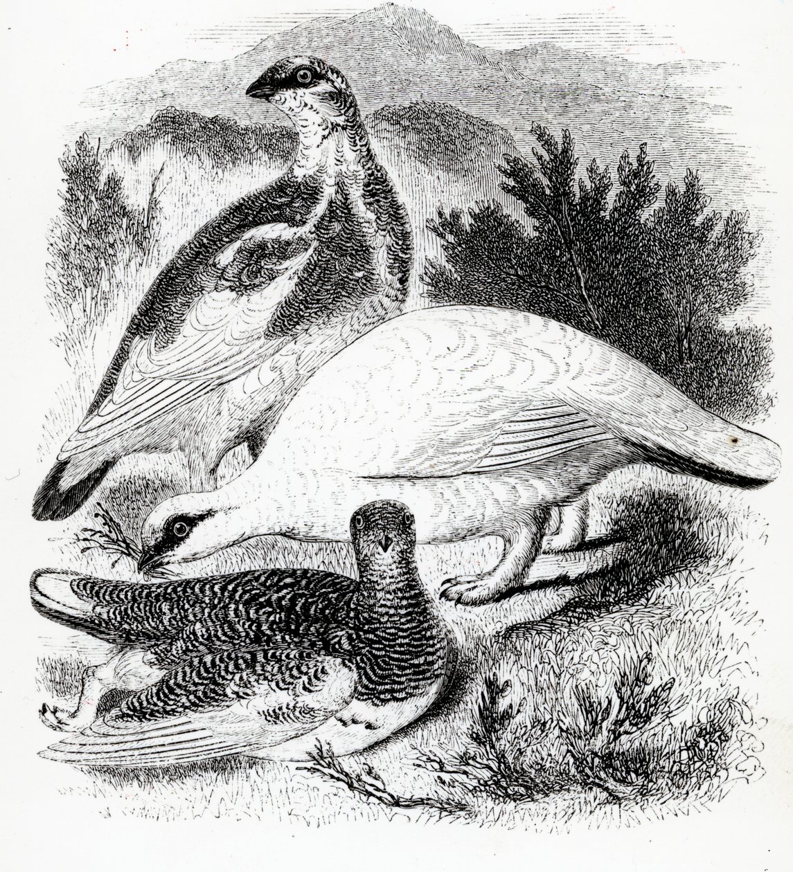 Ptarmigan, kuvitus William Yarrellin teoksesta "A History of British Birds", julkaistu ensimmäisen kerran 1843 tekijältä William Yarrell