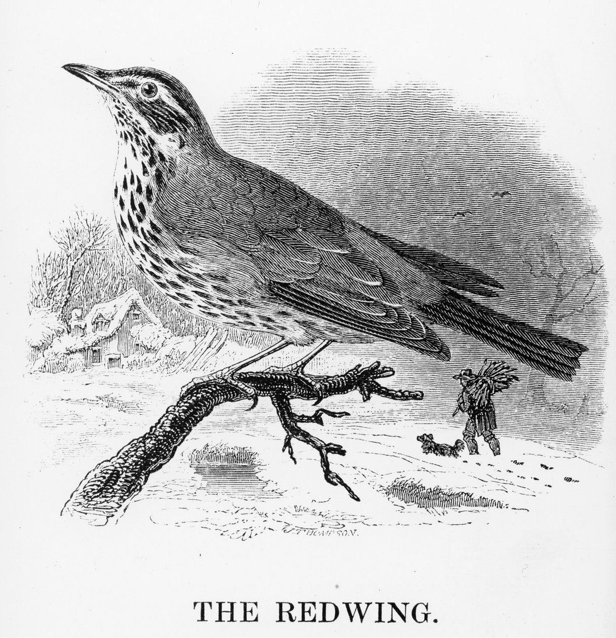 The Redwing, kuvitus William Yarrellin teoksesta "A History of British Birds", julkaistu ensimmäisen kerran 1843 tekijältä William Yarrell