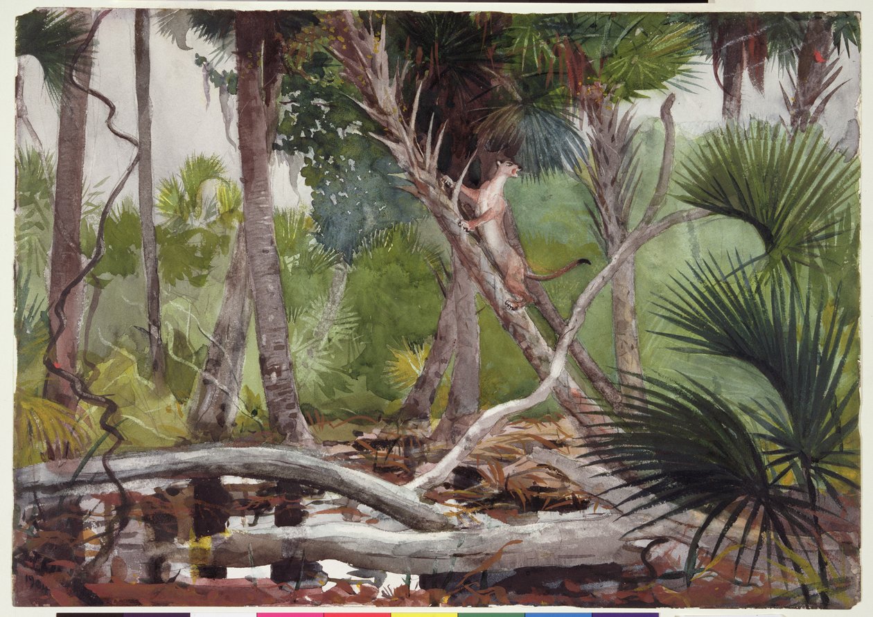 Viidakossa, Floridassa, 1904 tekijältä Winslow Homer