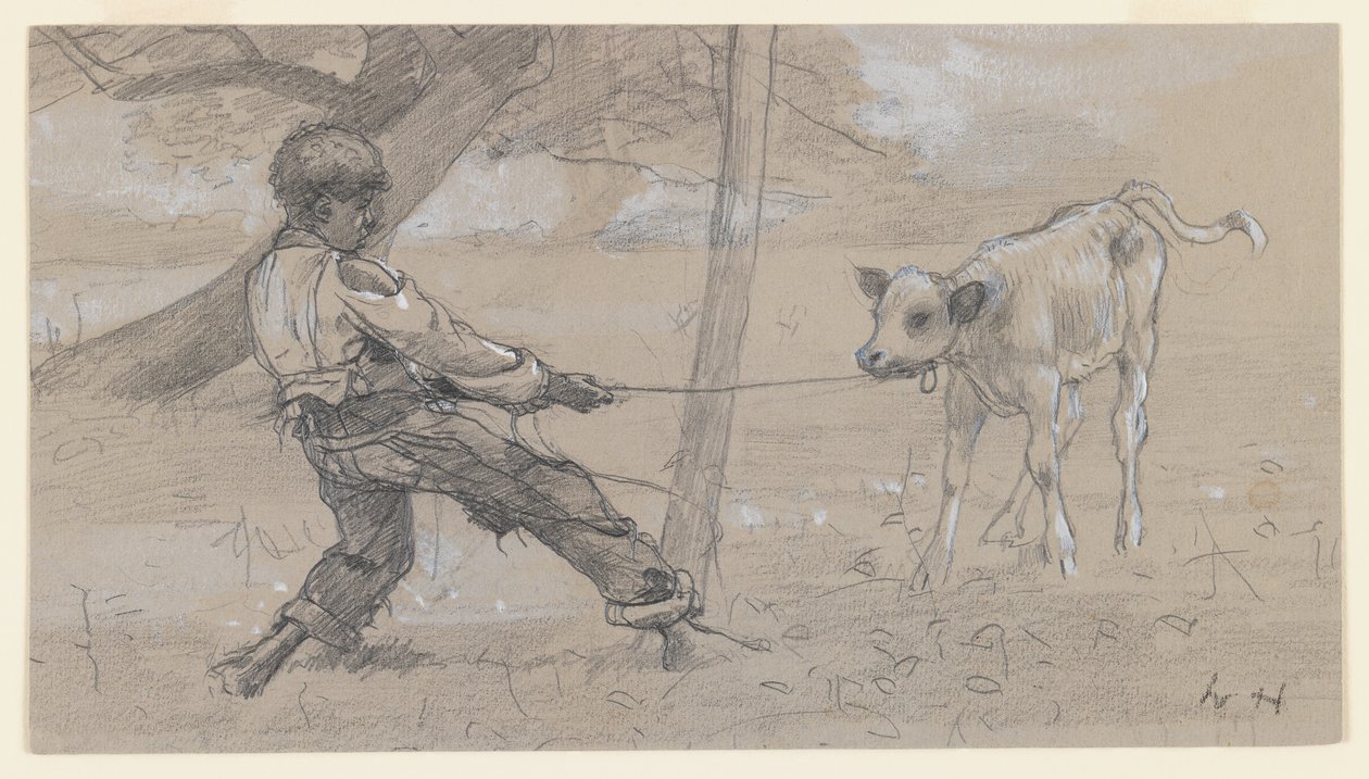 The Unrely Calf, n. 1875-1876 (grafiitti ja kiinalainen valkoinen harmaalla kudottupaperilla) tekijältä Winslow Homer
