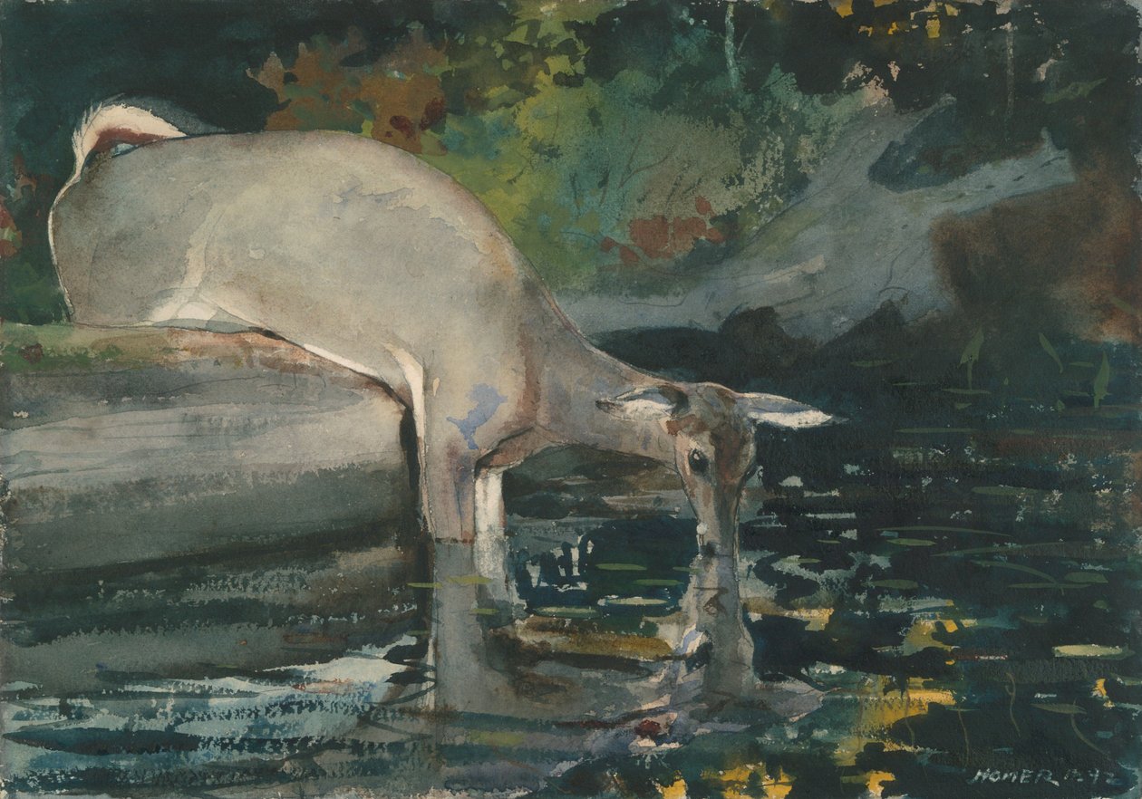 Peuran juominen tekijältä Winslow Homer