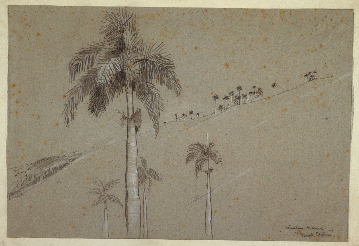 Piirros, Royal Palm, Kuuba, 1885 tekijältä Winslow Homer