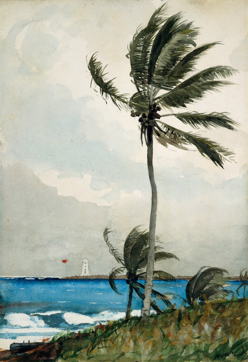 Palmu, Nassau, 1898 (wc ja grafiitti luonnonvalkoisella kudottupaperilla) tekijältä Winslow Homer