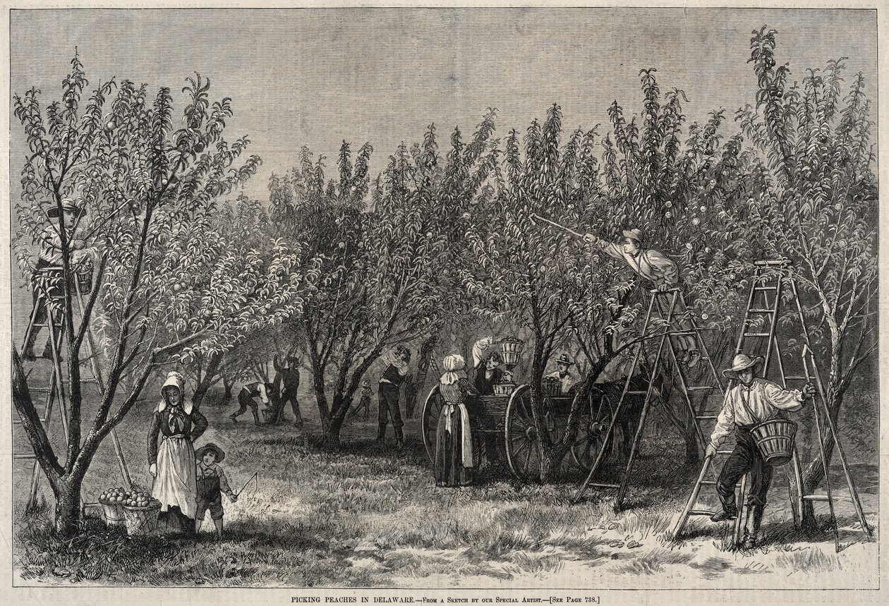 Persikoiden poimiminen Delawaressa. tekijältä Winslow Homer