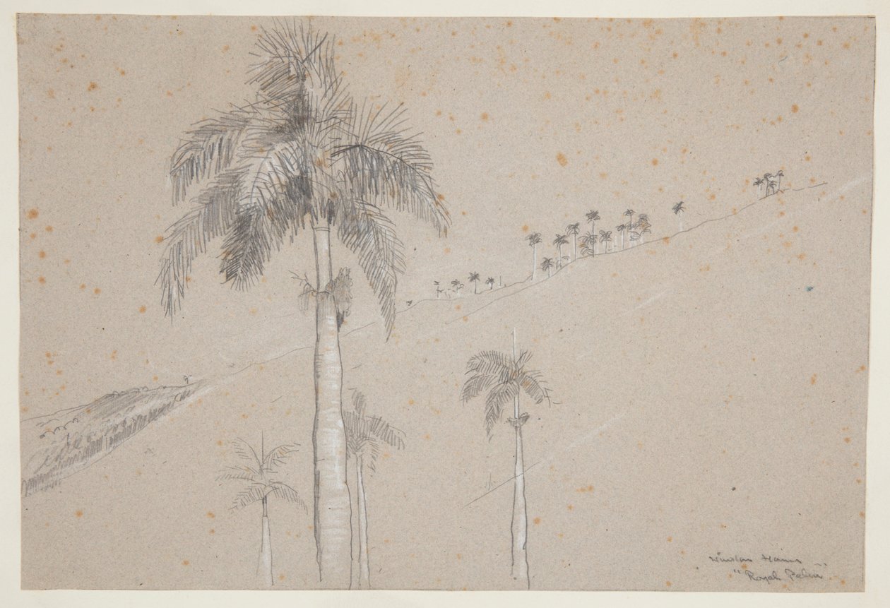 Royal Palm, Kuuba tekijältä Winslow Homer