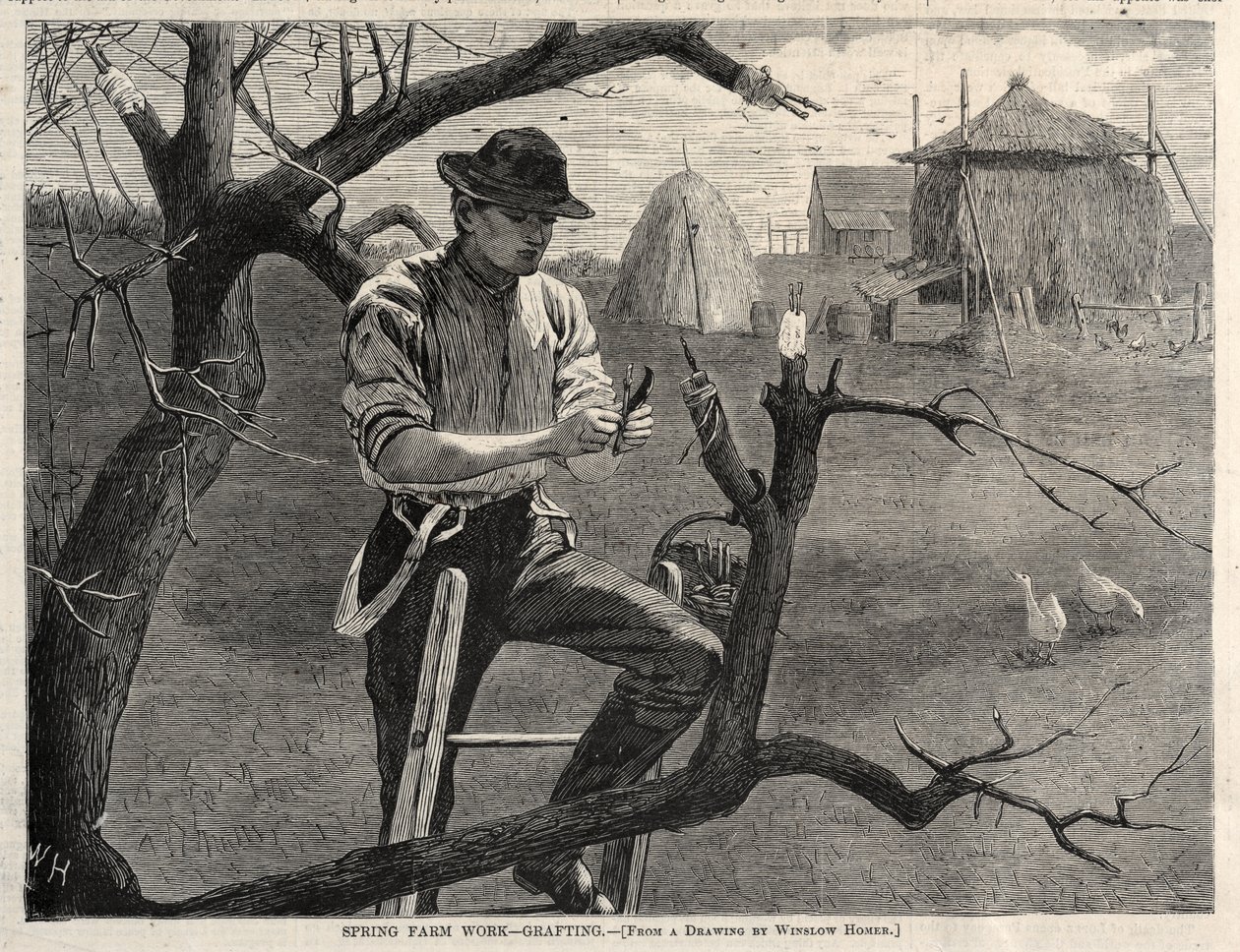 Kevään maatilan työt – varttaminen tekijältä Winslow Homer