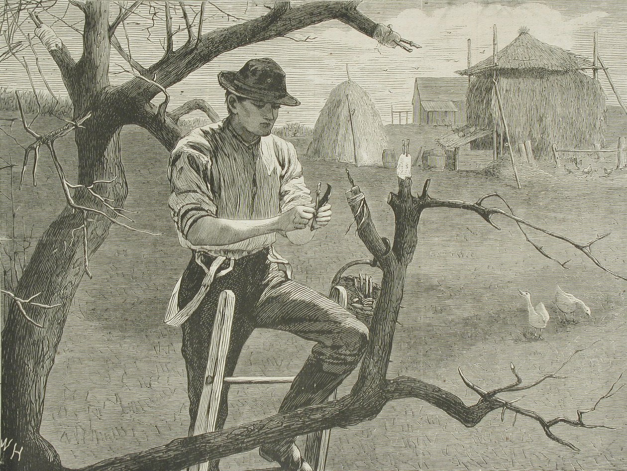 Kevään maatilan työt – varttaminen tekijältä Winslow Homer