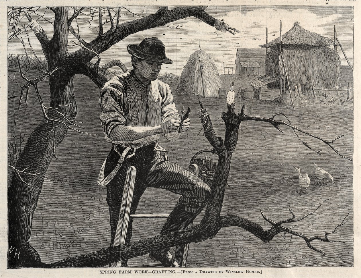 Kevättyöt - Varttaminen, 1870. tekijältä Winslow Homer