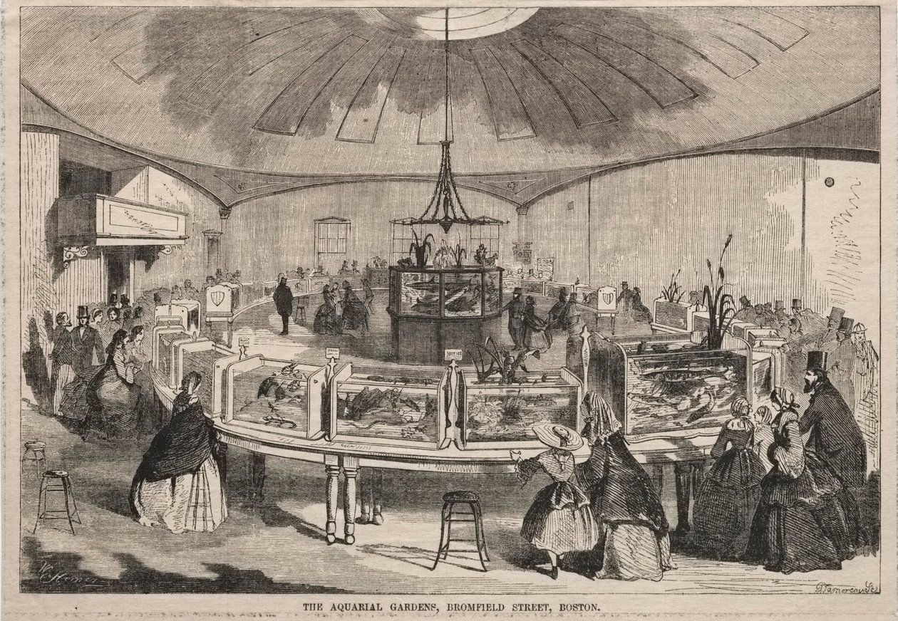 Aquarial Gardens, Bromfield Street, Boston tekijältä Winslow Homer