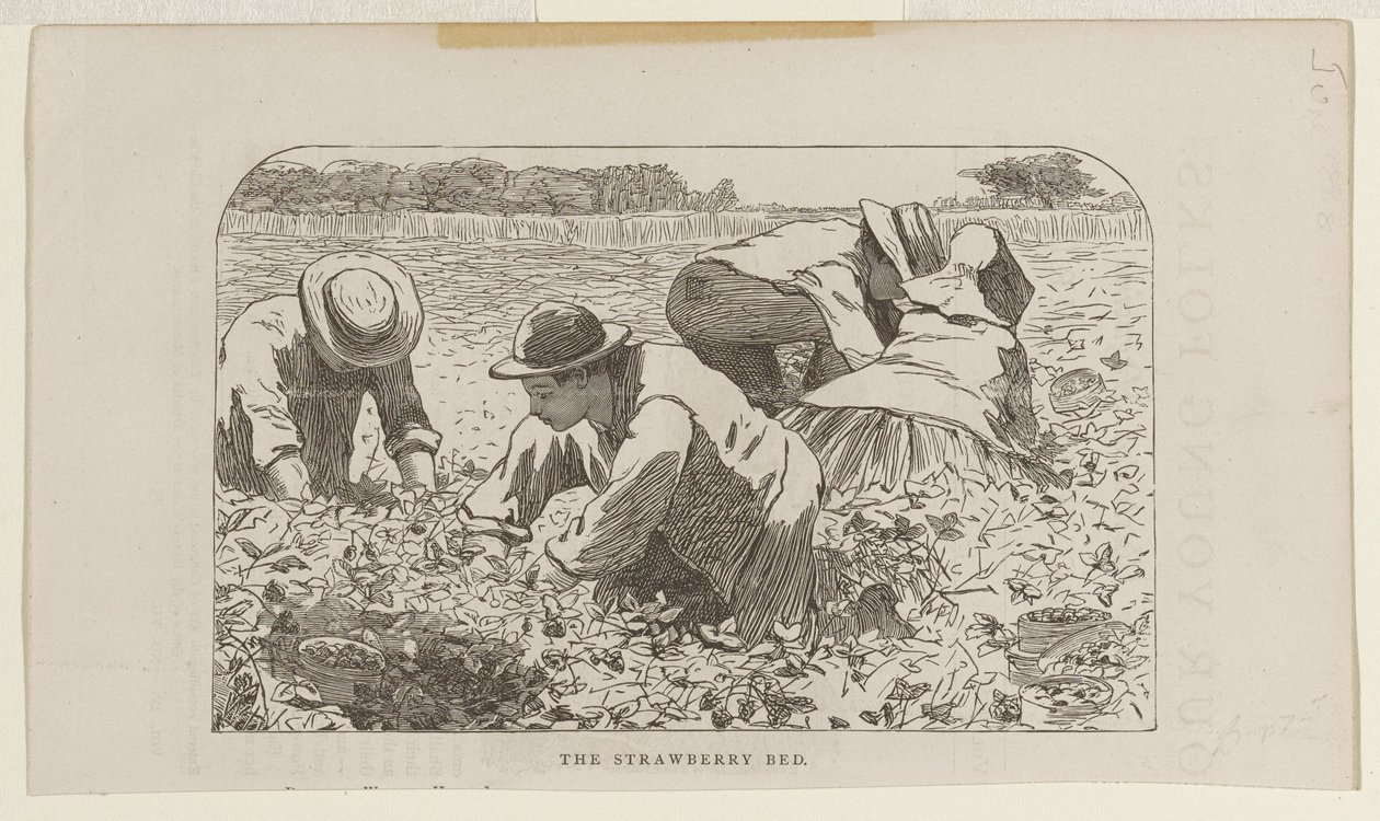 Mansikkamaa tekijältä Winslow Homer