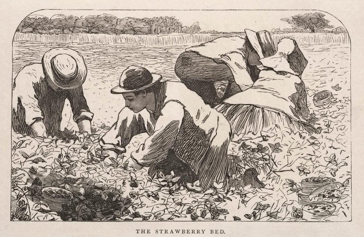 Mansikkasänky, 1868. tekijältä Winslow Homer
