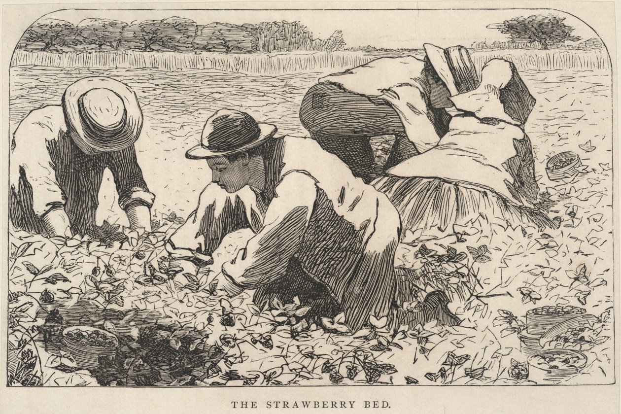 Mansikkasänky, julkaisusta Our Young Folks, heinäkuu 1868. tekijältä Winslow Homer