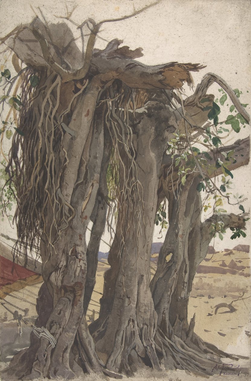 Tutkimus kannosta, jolla on ilmajuuret, 1800-luvun puoliväli - 1900-luvun alku. tekijältä Woldemar Friedrich