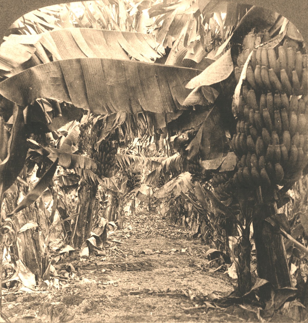 In the Heart of a Banana Plantation, Havaijin saaret, 1901. tekijältä Works and Sun Sculpture Studios
