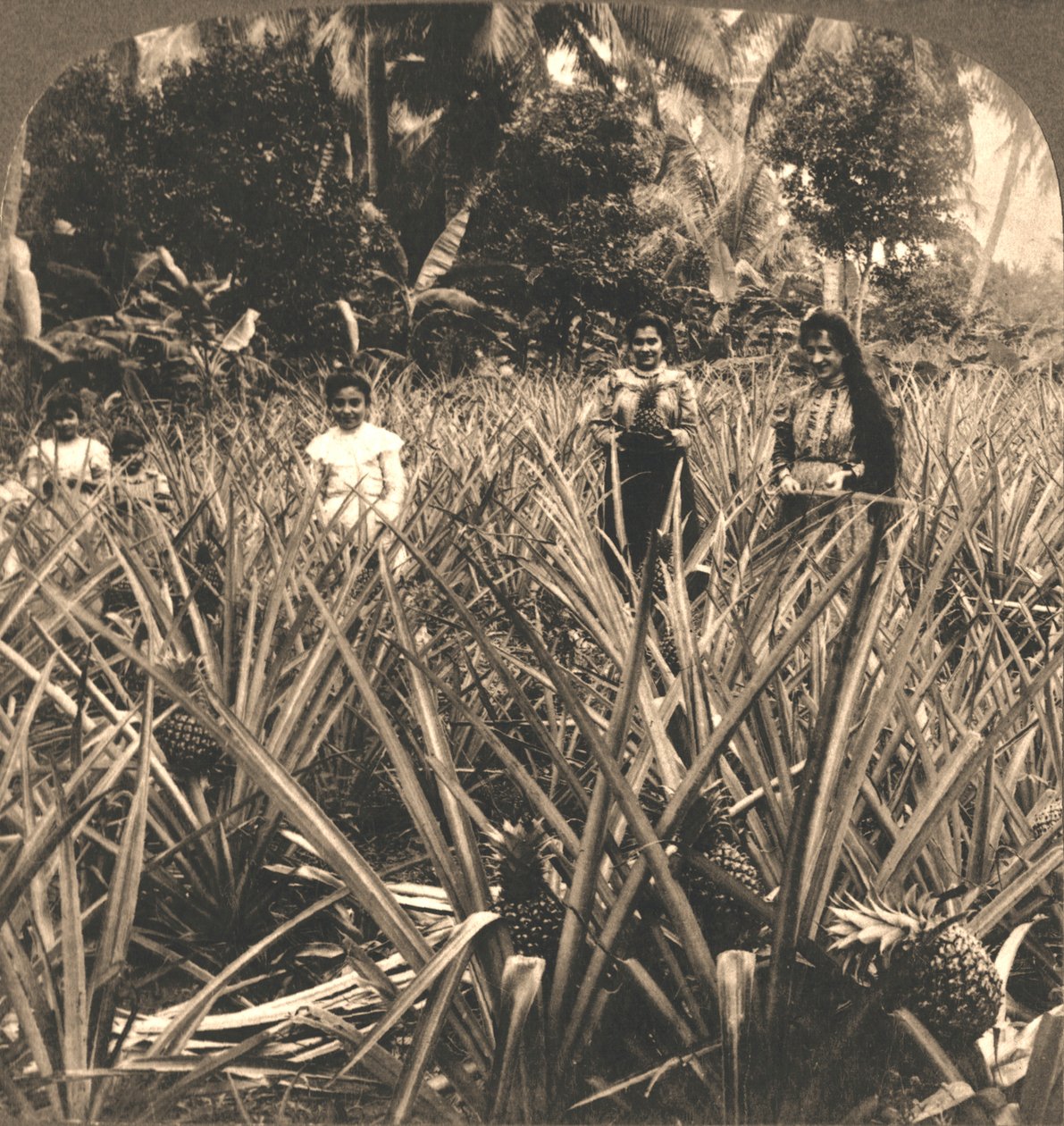 Pineapple Plantation, Mayaguez, Porto Rico, 1899. tekijältä Works and Sun Sculpture Studios