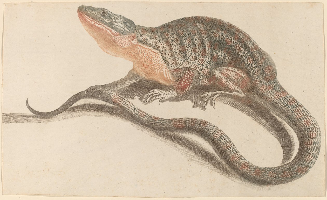 Lisko, 1680-1690-luku. tekijältä Workshop of Johann Teyler