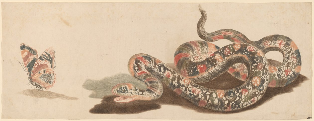 Käärme ja perhonen, 1680-1690-luku. tekijältä Workshop of Johann Teyler