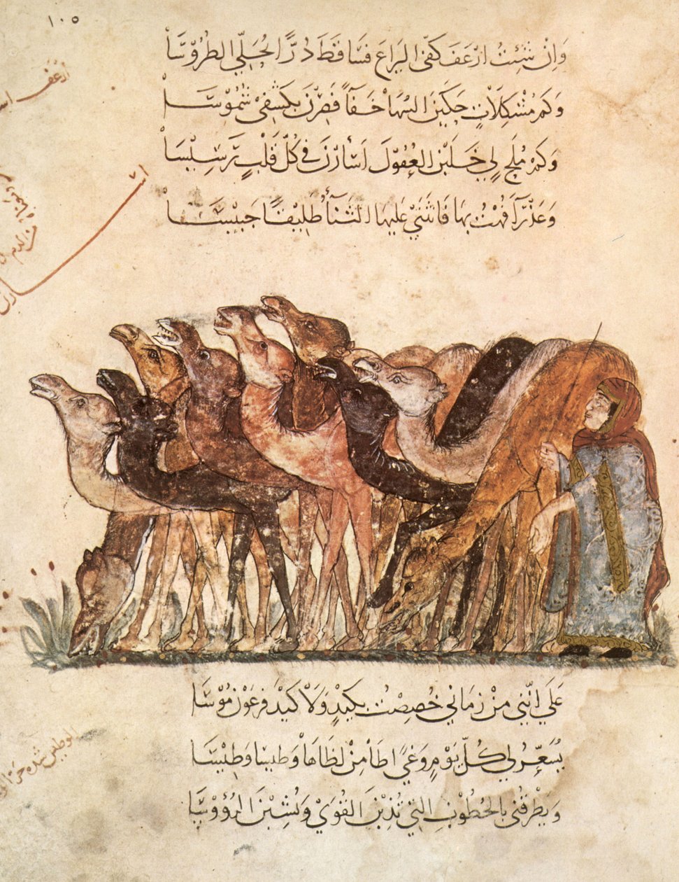 Ms Ar 5847 f.101, kamelilauma, Al Haririn teoksesta Al Maqamat (Kokoukset), noin 1240 (ks. myös 1258010). tekijältä Yahya ibn Mahmud Al Wasiti