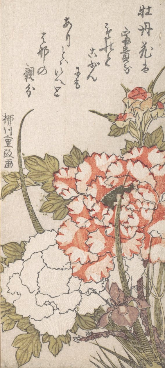 Pionit ja iirikset, 1700-1800-luku. tekijältä Yanagawa Shigemasa