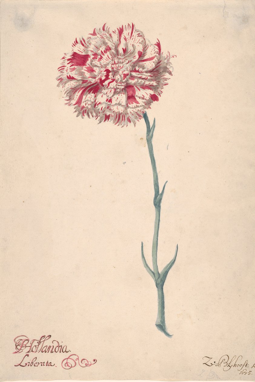 Neilikka Hollandia Liberata, 1675. tekijältä Zacharias Blijhooft