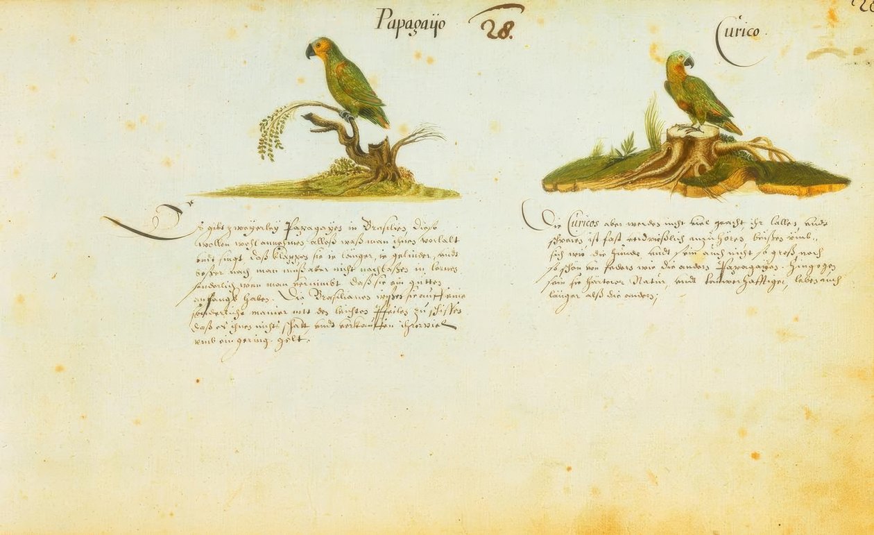 Zacharias Wagner, Papagayo / Curico tekijältä Zacharias Wagner