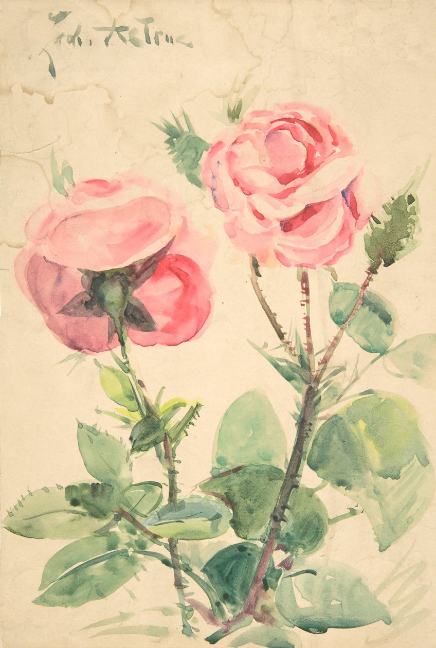 Dues roses, ca. 1884-1904. finlandès tekijältä Zacharie Astruc