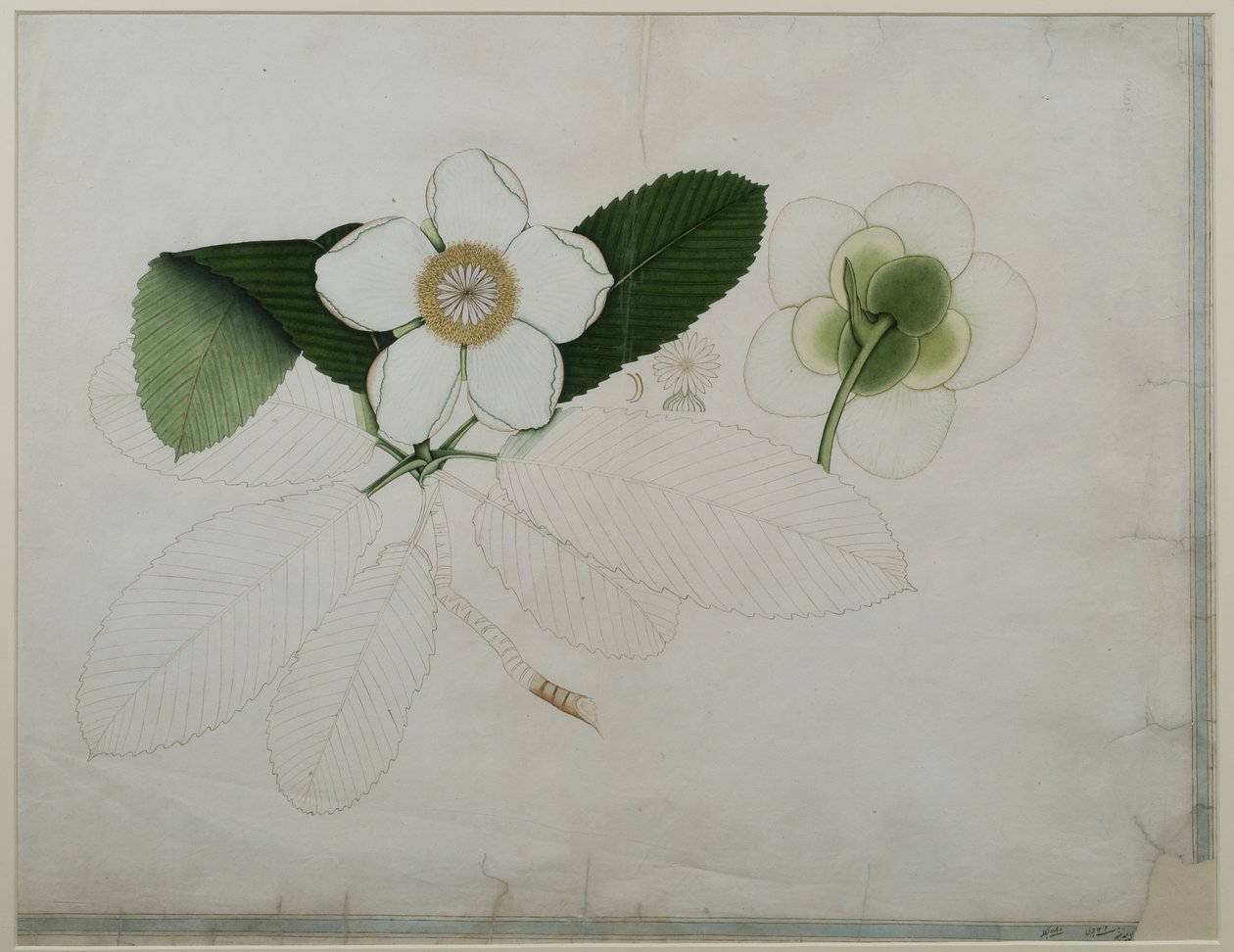 Dillenia indica, 1787 (wc paperilla) tekijältä Zayn al Din Zayn al Din