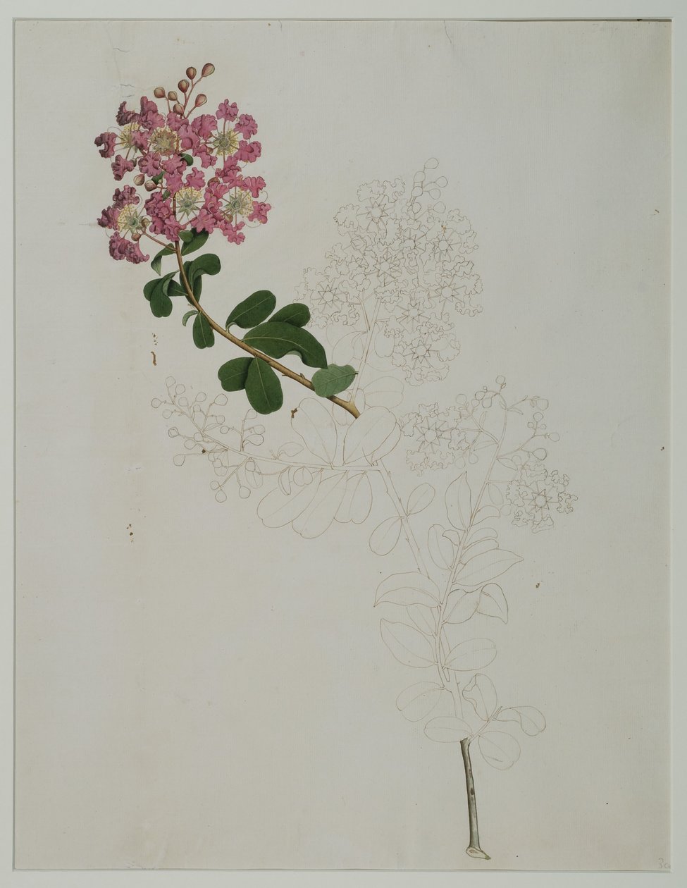 Lagerstroemia indica L. (kreppimyrtti), 1787 (wc paperilla) tekijältä Zayn al Din Zayn al Din