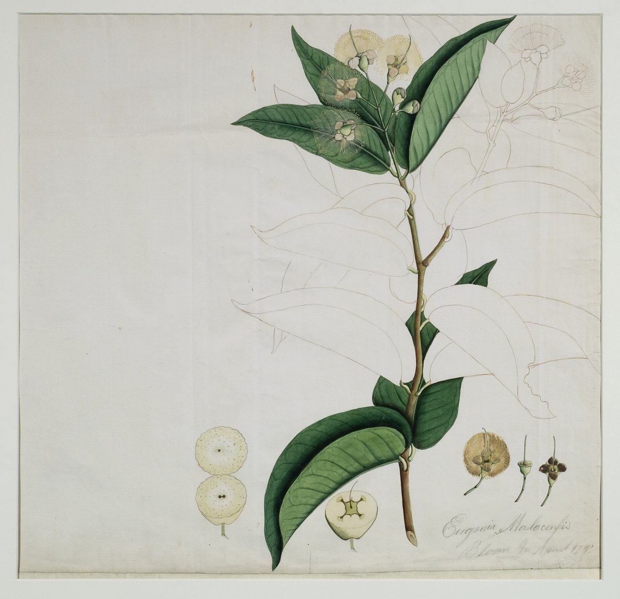 Syzygium aqueum (Burm. f.) Alston (Vesiruusuomena), 1787 (wc paperille) tekijältä Zayn al Din Zayn al Din