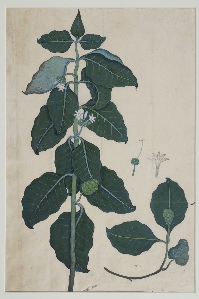 Cerbera manghas L, 1787 (wc paperilla) tekijältä Zayn al Din attr. to Zayn al Din attr. to