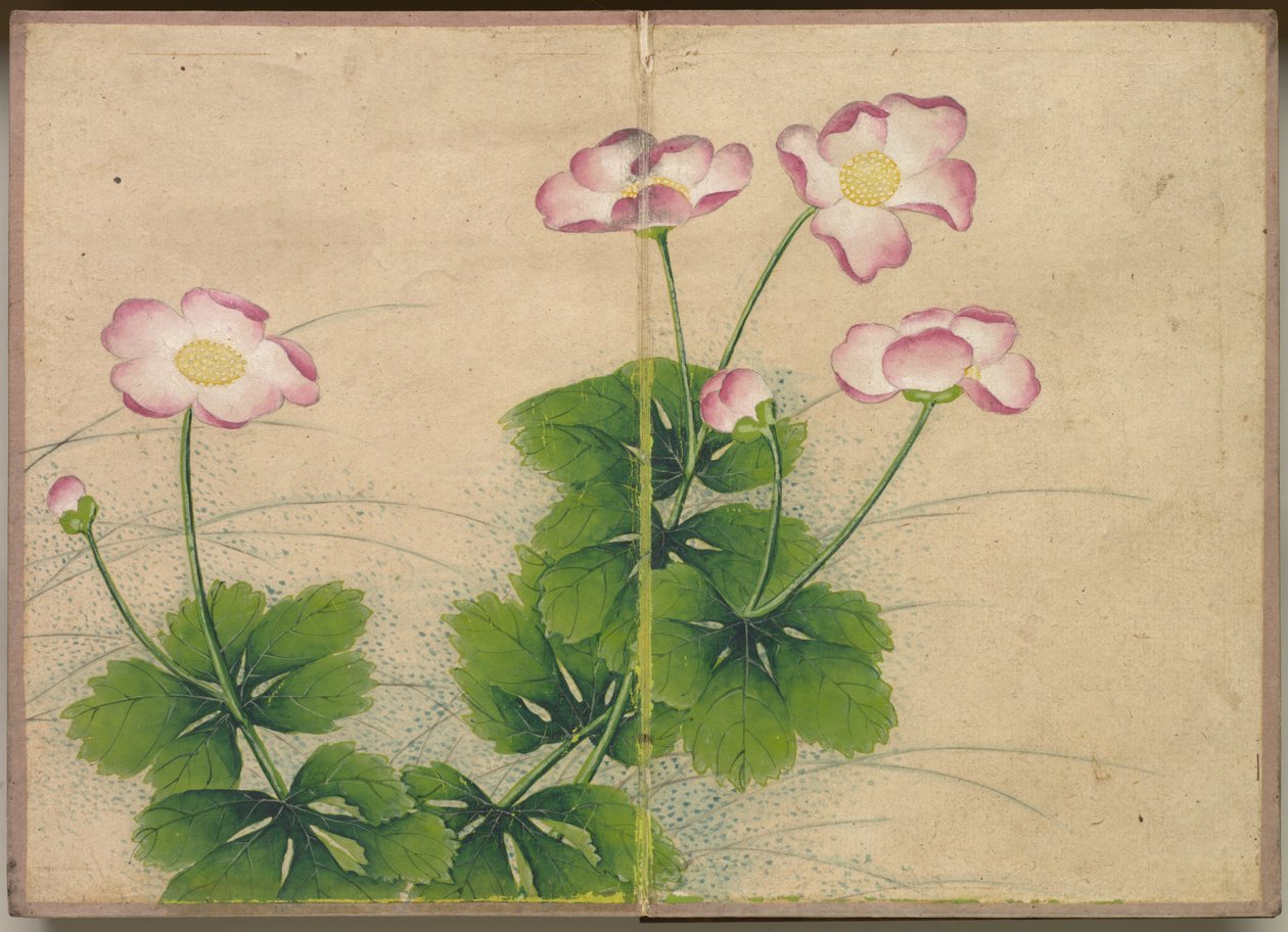 Pöytäalbumi: Flower and Bird Paintings mallowflowers, 17th Century. tekijältä Zhang Ruoai