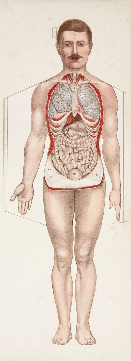 Anatomiset kuvat Sisäelimet, 1800-luvun loppu - 1900-luvun alku tekijältä Frederick (attr. to) Barnard