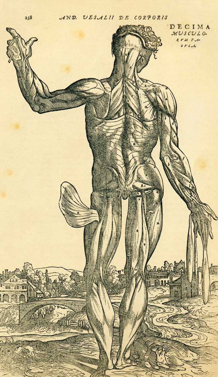 Miehen ihmiskehon selkä, Andreas Vesaliuksen anatominen tutkimus, joka alun perin julkaistiin De Humani Corporis Fabrica Libri Septemissä (ihmiskehon kudoksesta seitsemässä kirjassa), julkaissut Basel tekijältä Ferdinand Georg Waldmuller