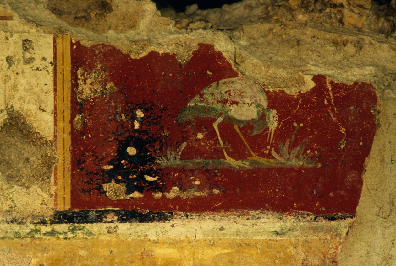 Lintu, freskon fragmentti, Salus Augusta Temple-Cryptoporticus, muinainen roomalainen Urbs Salvian kaupunki, Urbisaglia, Marche, Italia (kuva) tekijältä William Walcutt